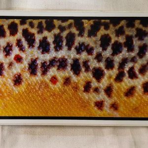 BoneYard Fly Gear - Trout Bum - Sticker